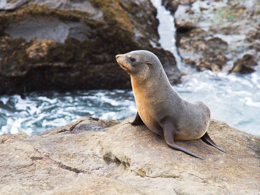 A Fur Seal at Moeraki, NZ