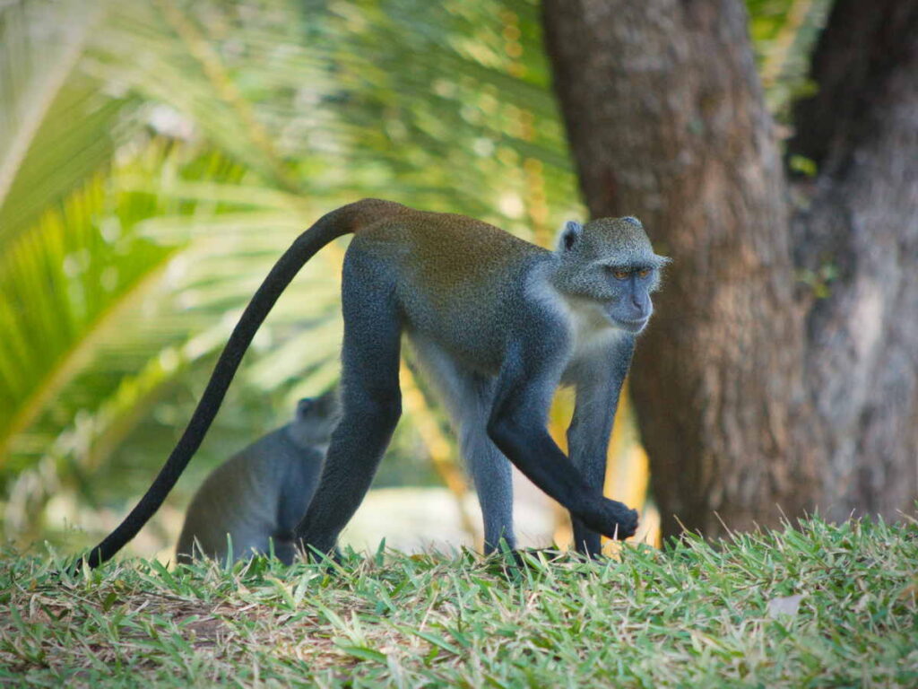 Monkey in Kenya