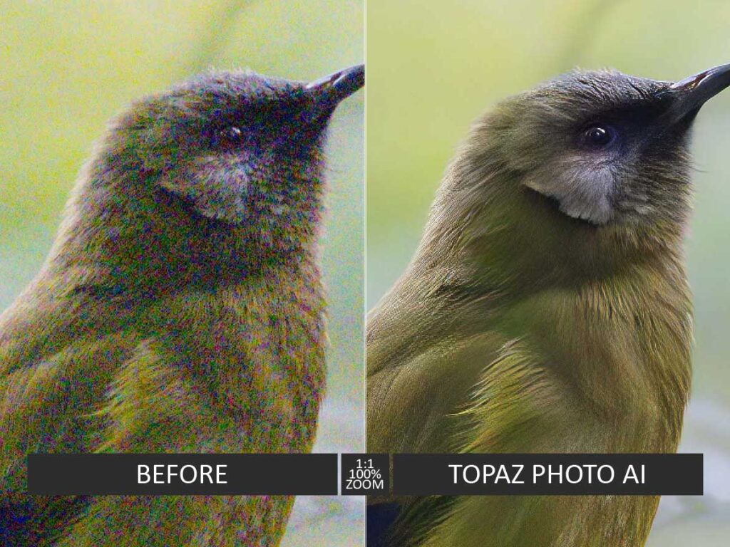 A before and after sample of a photo denoised in Topaz Photo AI