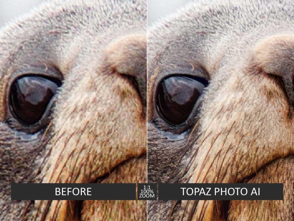 A sample of a photo upscaled with Topaz Photo AI