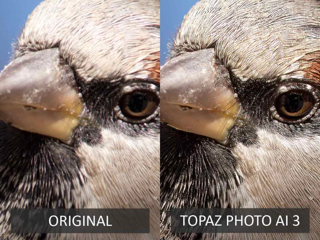 Sharpening a photo in Topaz Photo AI Test