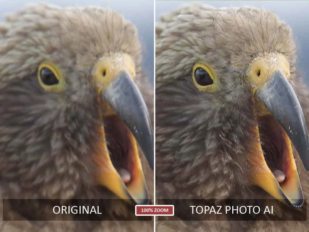Before and After Sharpening Test in Topaz Photo AI