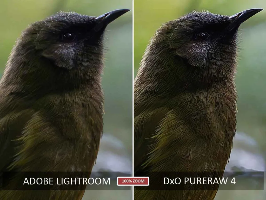 Lightroom Denoise vs DxO PureRaw 4