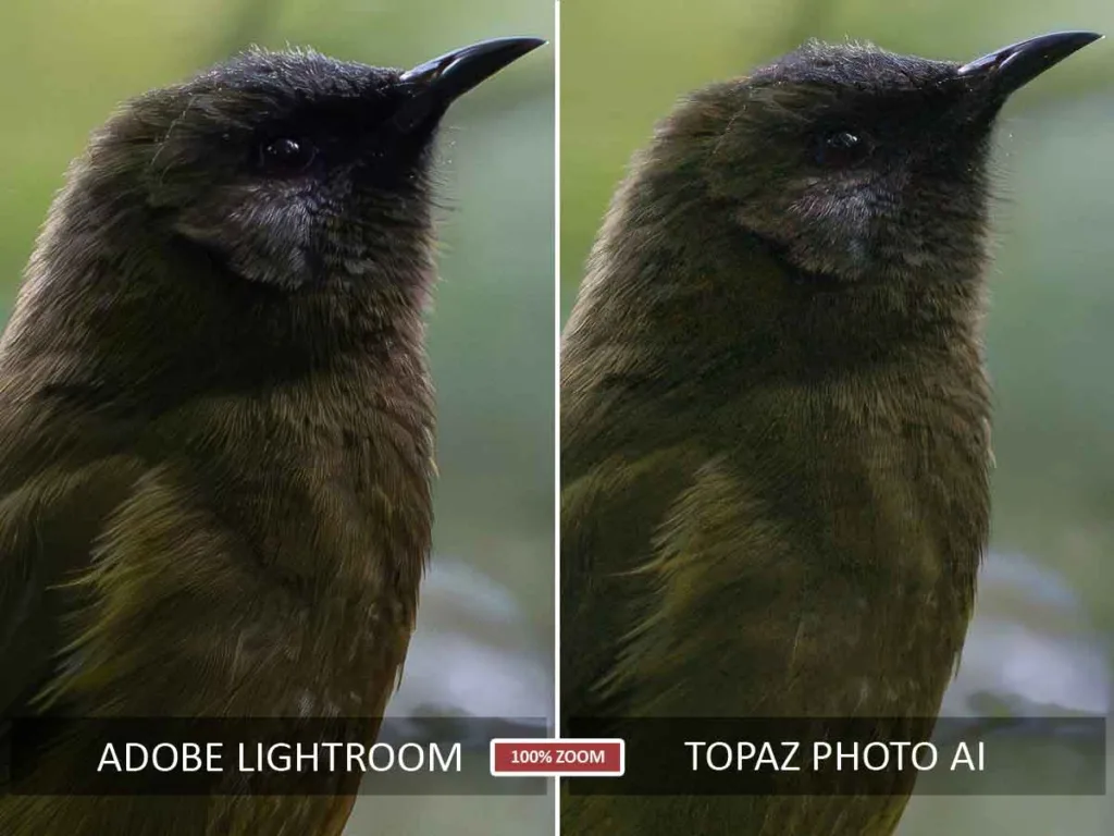 Lightroom Denoise vs Topaz Photo AI