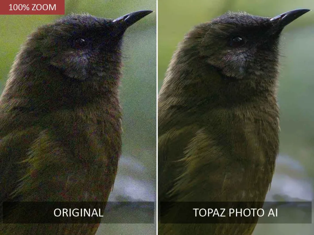 Topaz Photo AI before and after noise reduction test.