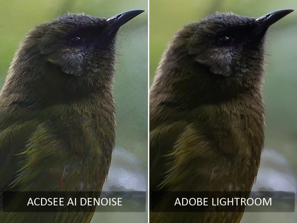 AI Denoise in ACDSee Ultimate 2026 vs Lightroom