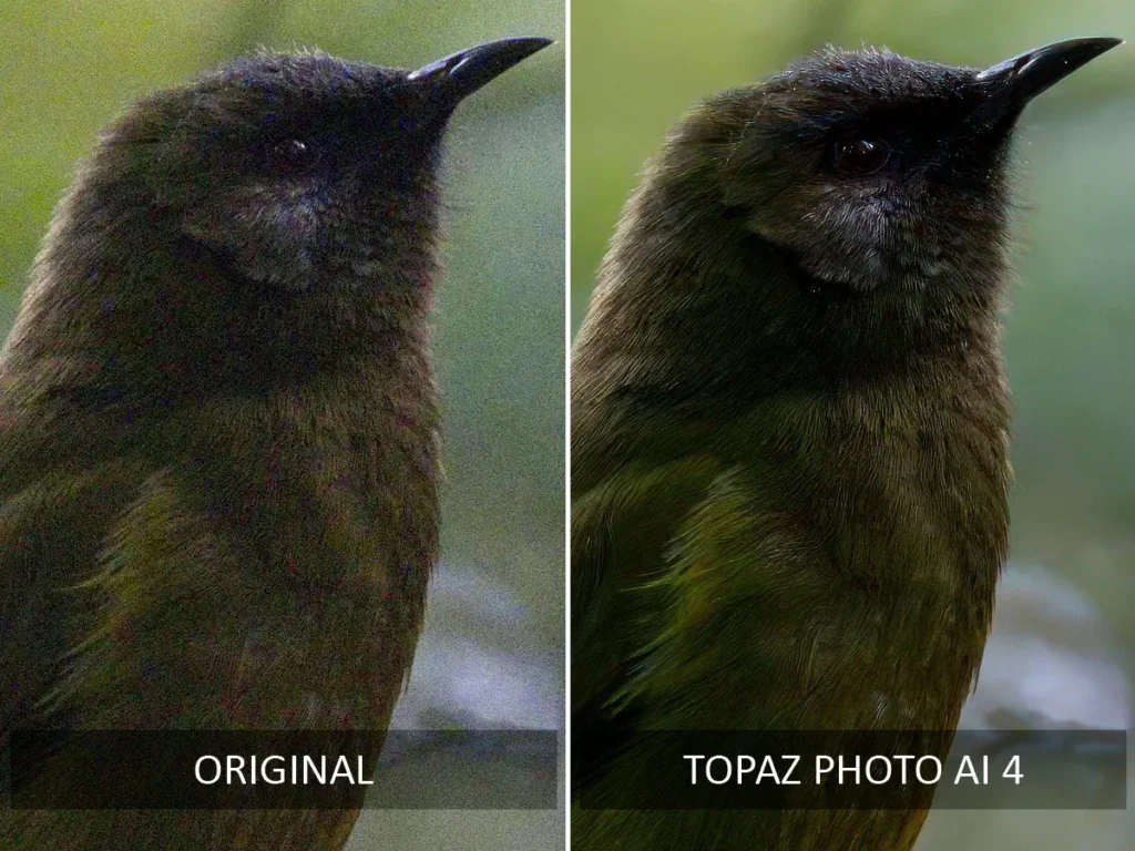 Topaz Photo AI 4 before and after noise reduction test