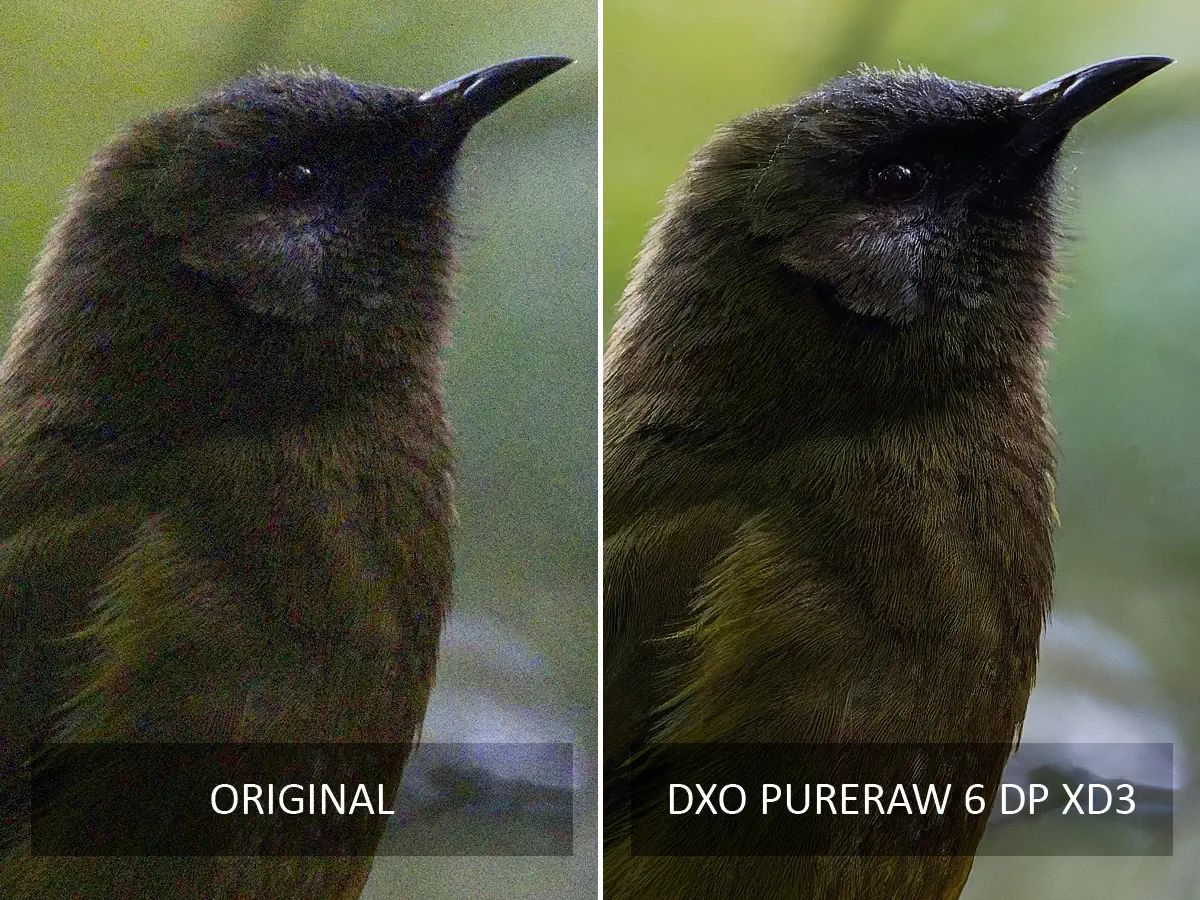 DxO PureRaw 6 Before and After
