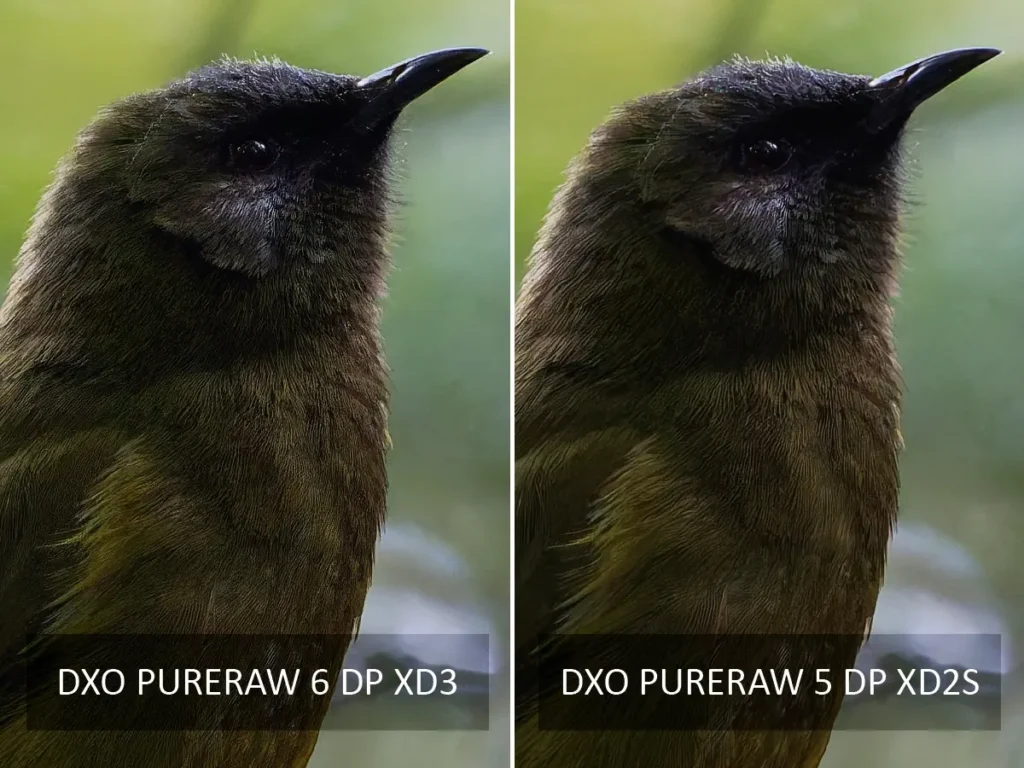 DxO PureRaw 6 vs DxO PureRaw 5