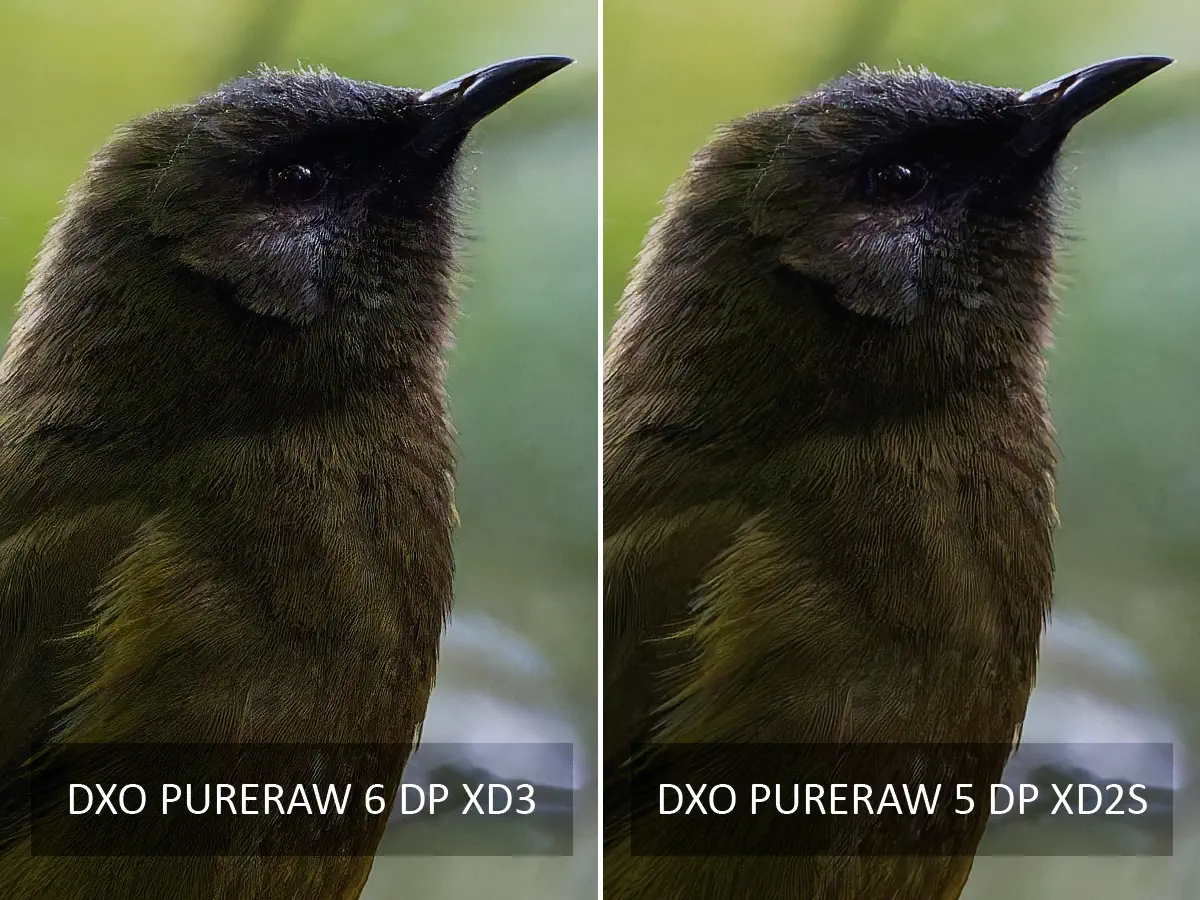 DxO PureRaw 6 vs DxO PureRaw 5
