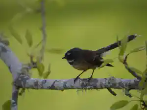 Fantail