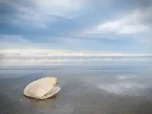 Shell